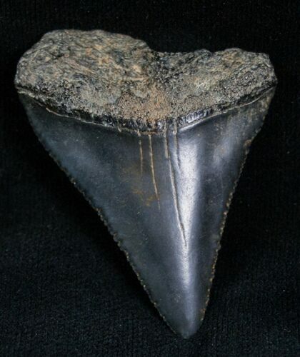 Fossil Great White Shark Tooth - #7300